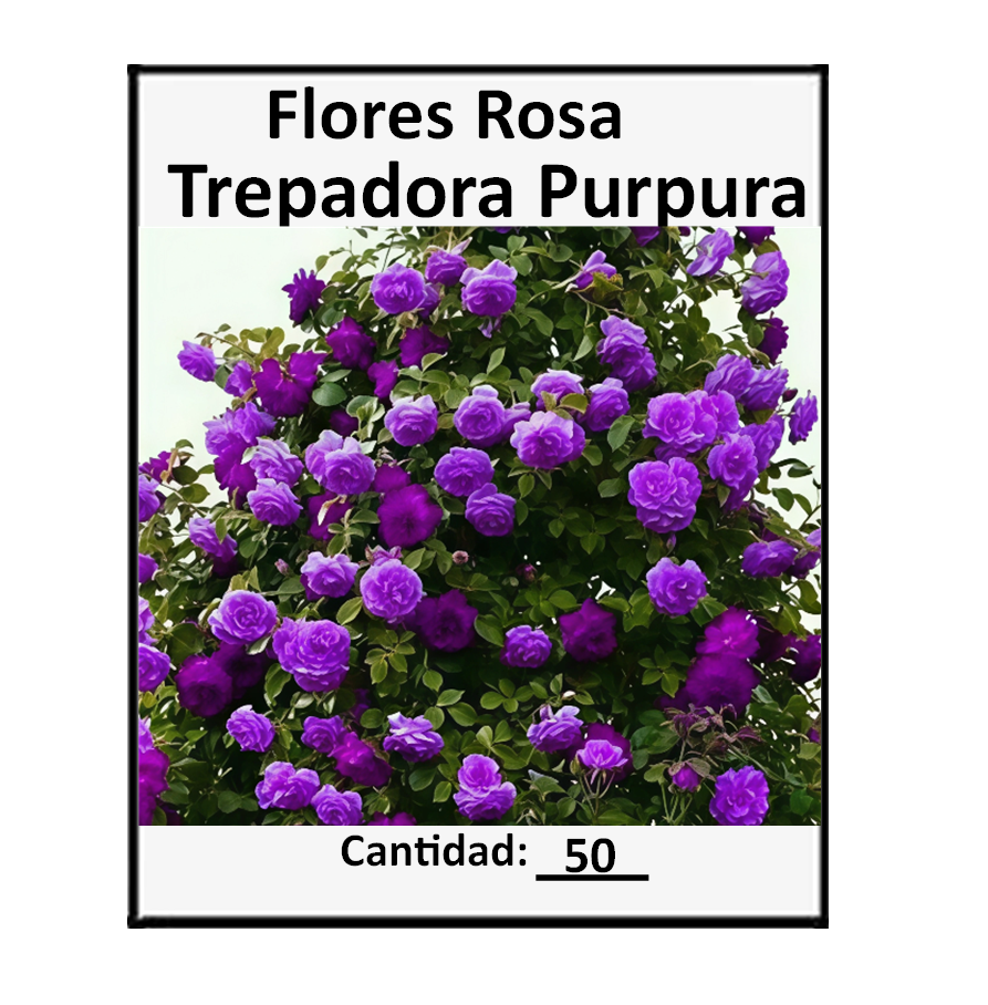 Vista 5 de 50 Semillas De Flor Rosa Trepadora - Color: Mix